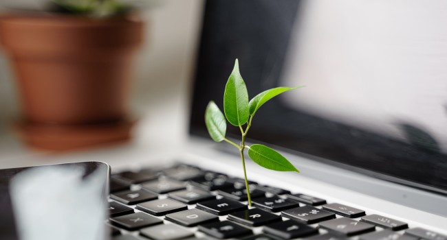 Plant growing on keyboard